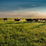 mongolei