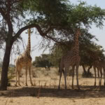 niger